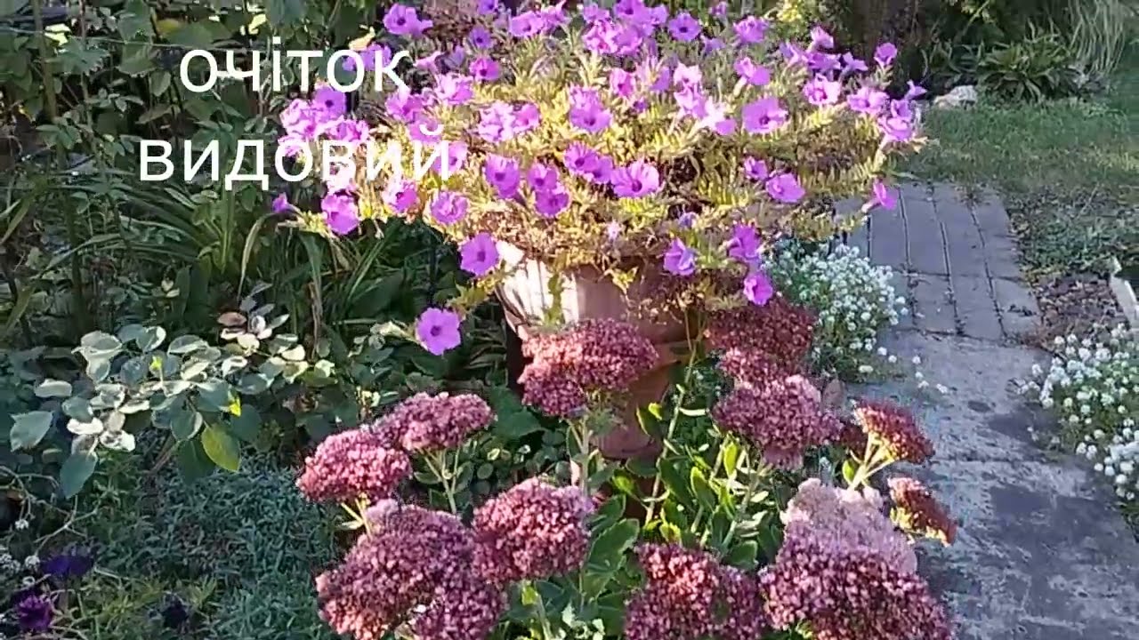 Багаторічні рослини, які не потребують поливу.