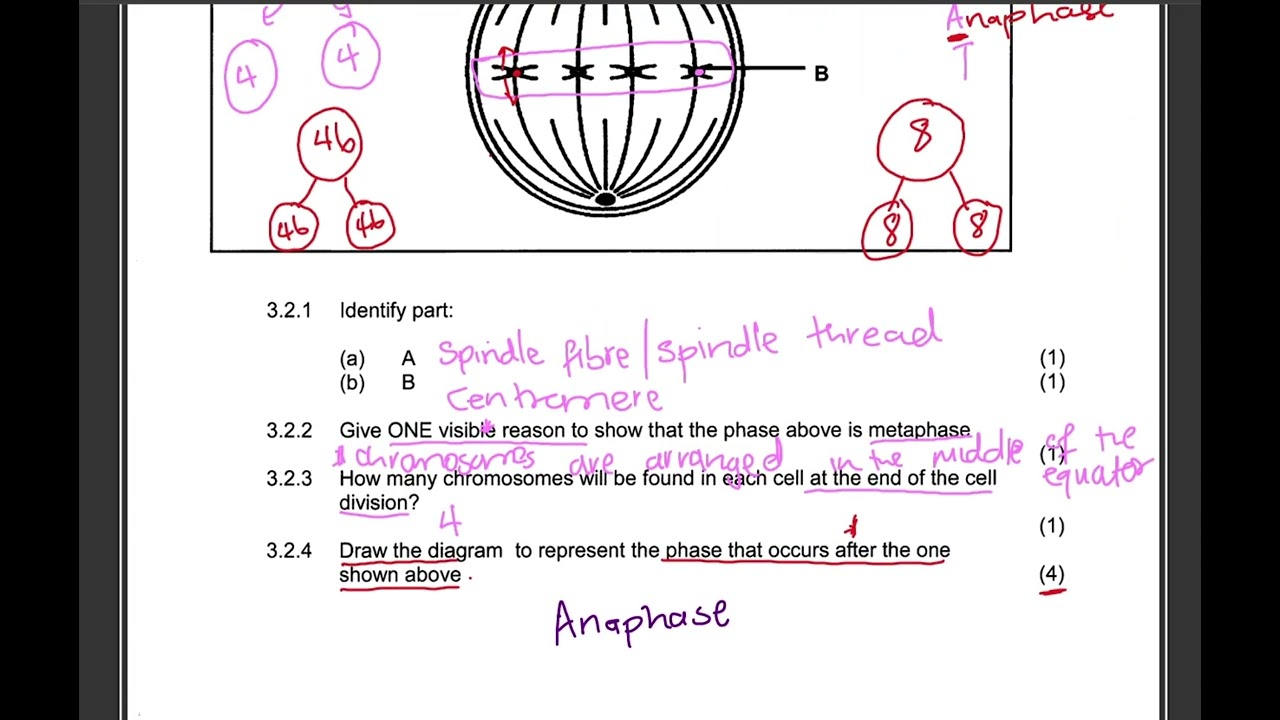 Вопрос по митозу для 10-го класса (с ответом) | Деление клеток | Естественные науки | Экзаменацио...