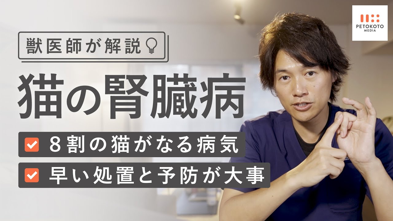 【猫の腎臓病・腎不全】の症状や治療法・予防法を獣医師が解説！（猫のおしっこ / 血尿）