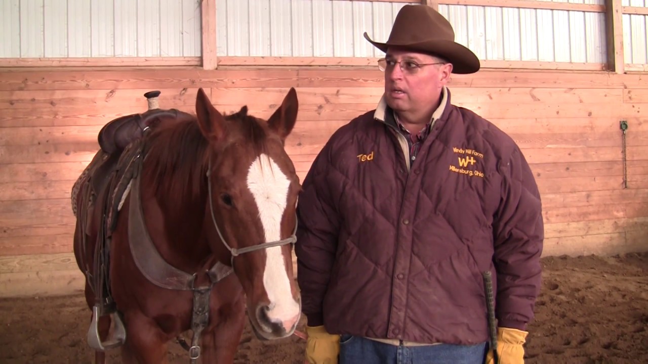 Horse Purchasing Tips