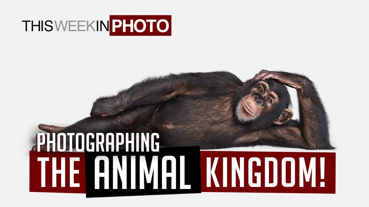 Photographing the Animal Kingdom - with Randal Ford