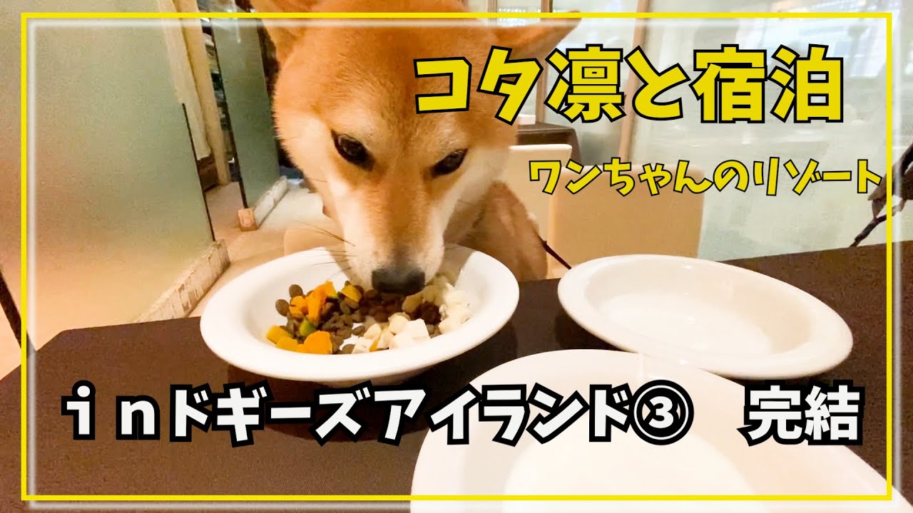 【小谷流の里ドギーズアイランド③】に宿泊（完結）保護犬だった凛ちゃん、２才になりました。１か月遅れのお誕生会　＃柴犬＃ドギーズアイランド