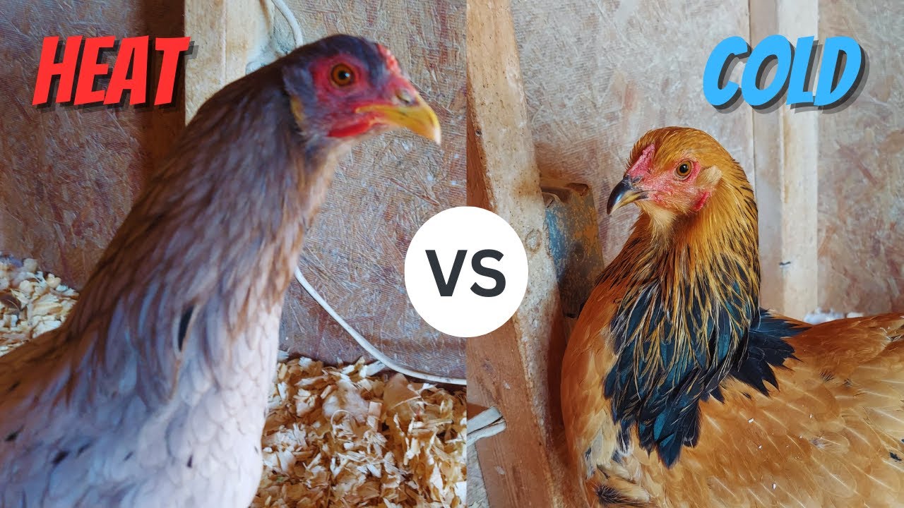 Heat Tolerant VS Cold Tolerant Chicken | Choosing The Right Chicken Breed For Your Climate