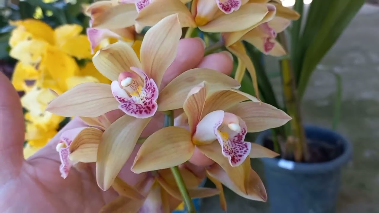 mais CYMBIDIUM INÉDITAS aqui  na minha  coleção,  segue  mais dicas