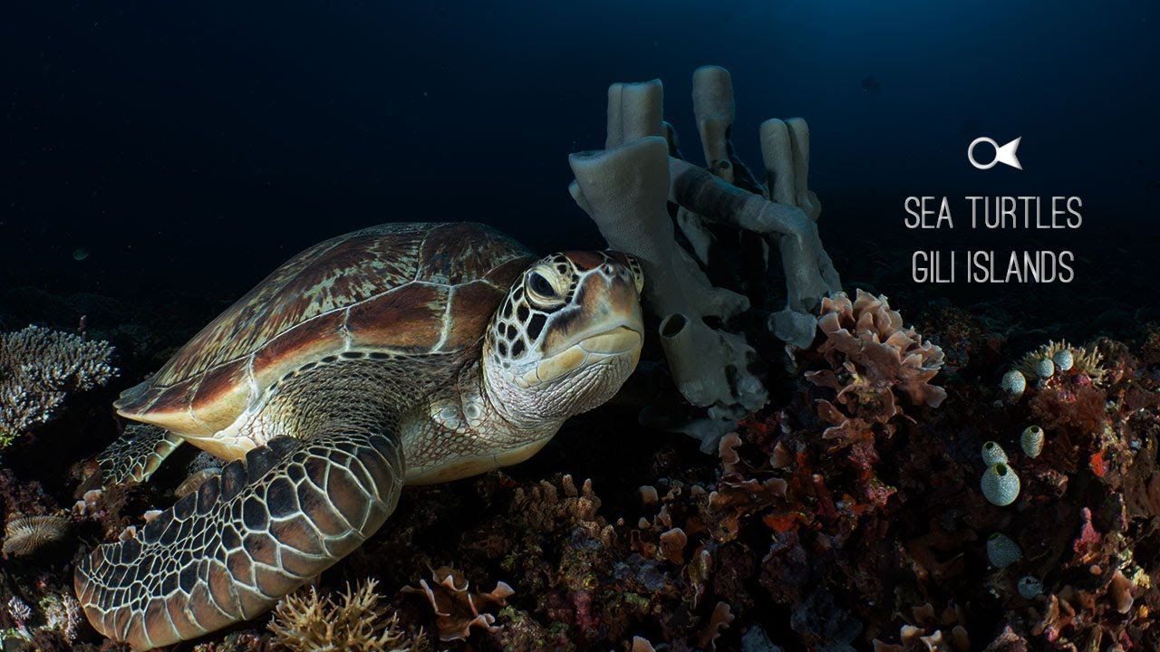 SEA TURTLES OF GILI ISLANDS INDONESIA - 3W DIVE