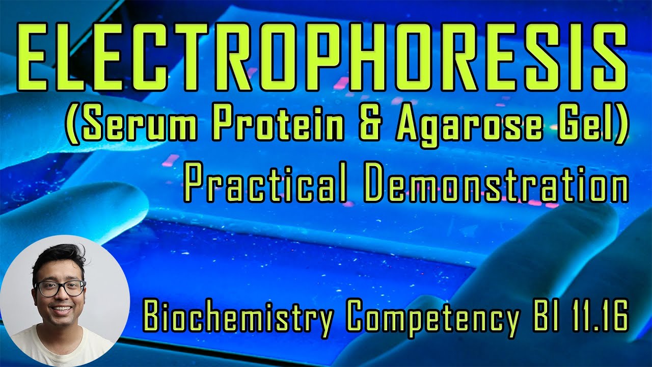Serum Protein and Agarose Gel Electrophoresis | Practical Demonstration | Competency BI 11.16