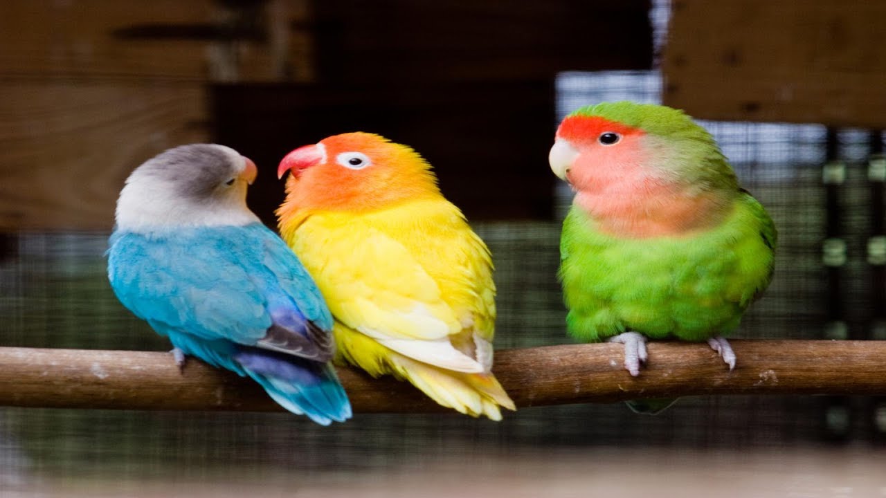 Las 9 ESPECIES de AGAPORNIS - según dificultad para criarlos