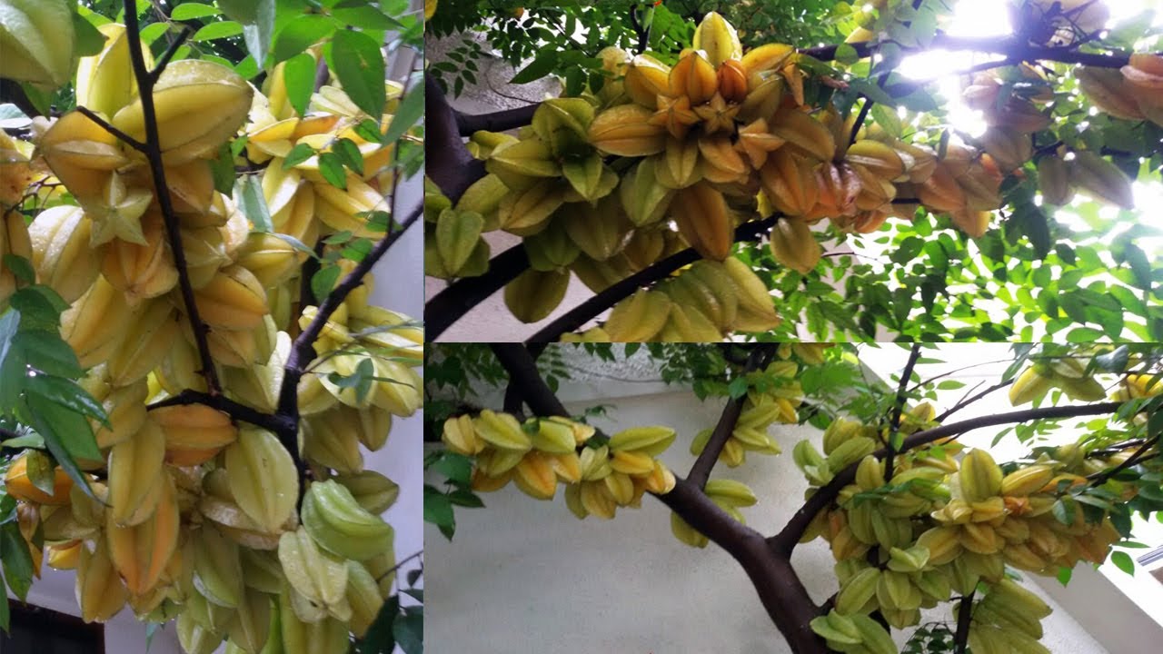 BONGKAR RAHASIA Menanam BELIMBING MADU Cepat Berbuah Banyak dan Lebat - How to Grow Star Fruit