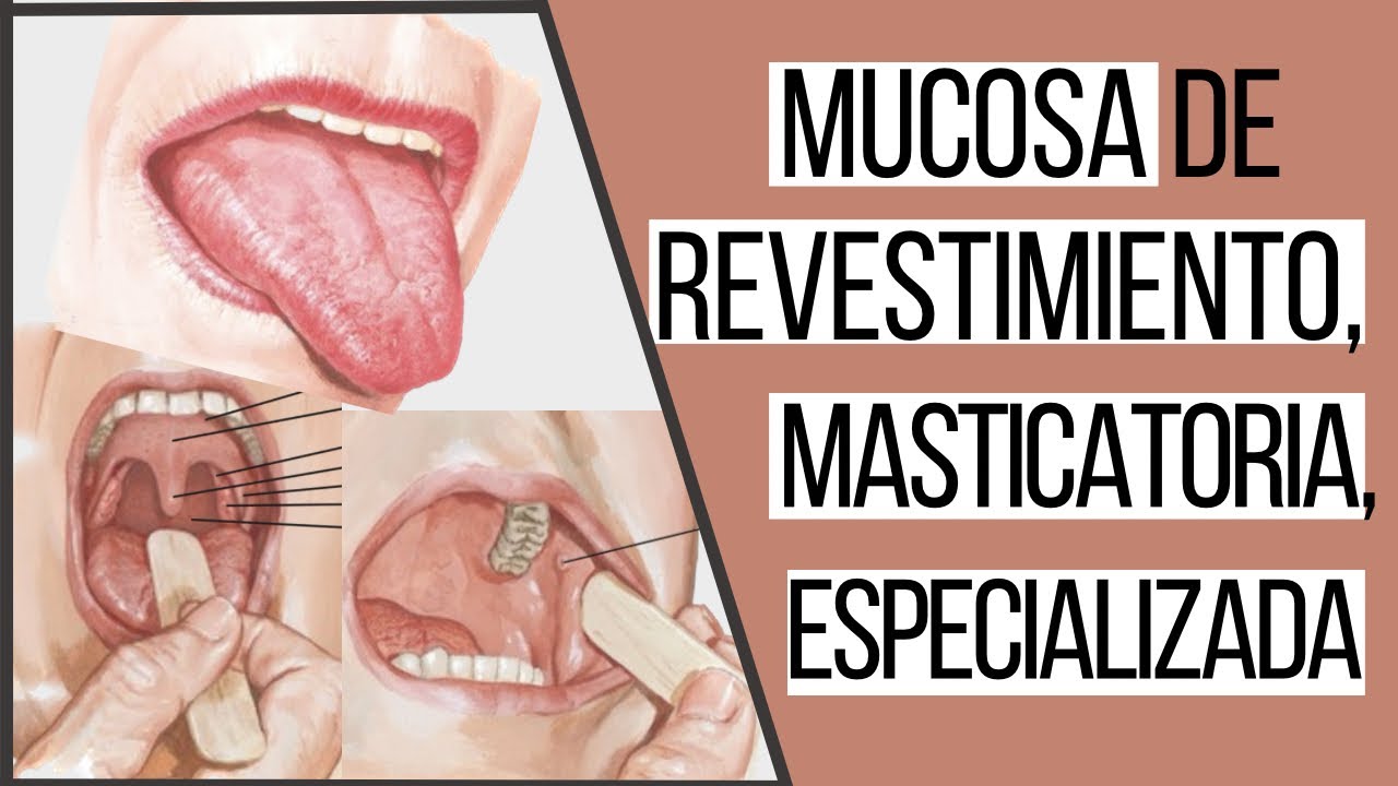 Tipos de mucosas bucales | Odontologia Con Cri