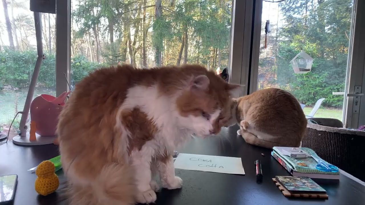 #3354 Koffiepraatjes en theeleutjes bij #MAAKHETMETMIRANDA