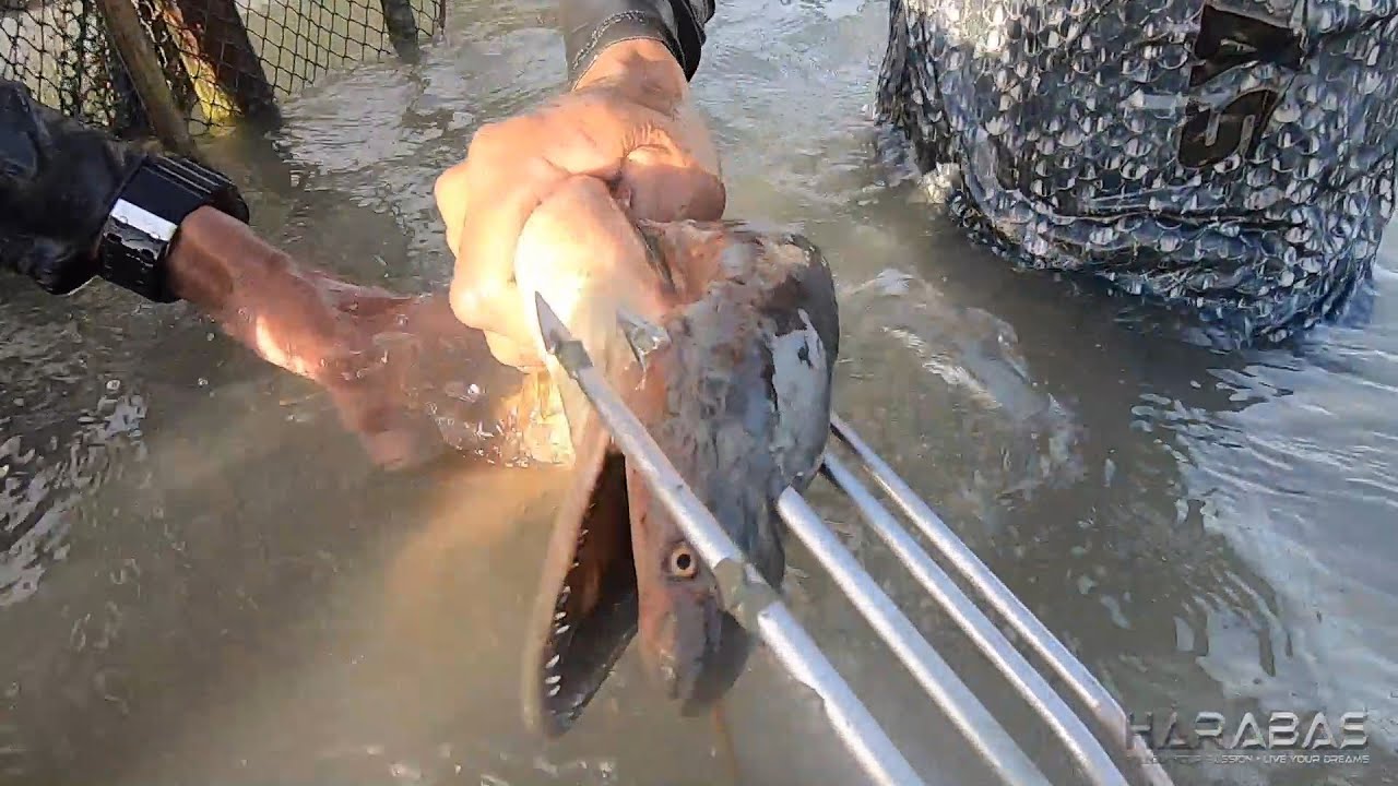 EP239-Part2 - Hunt for Malabanos Eel | Catch and Cook | Occ. Mindoro