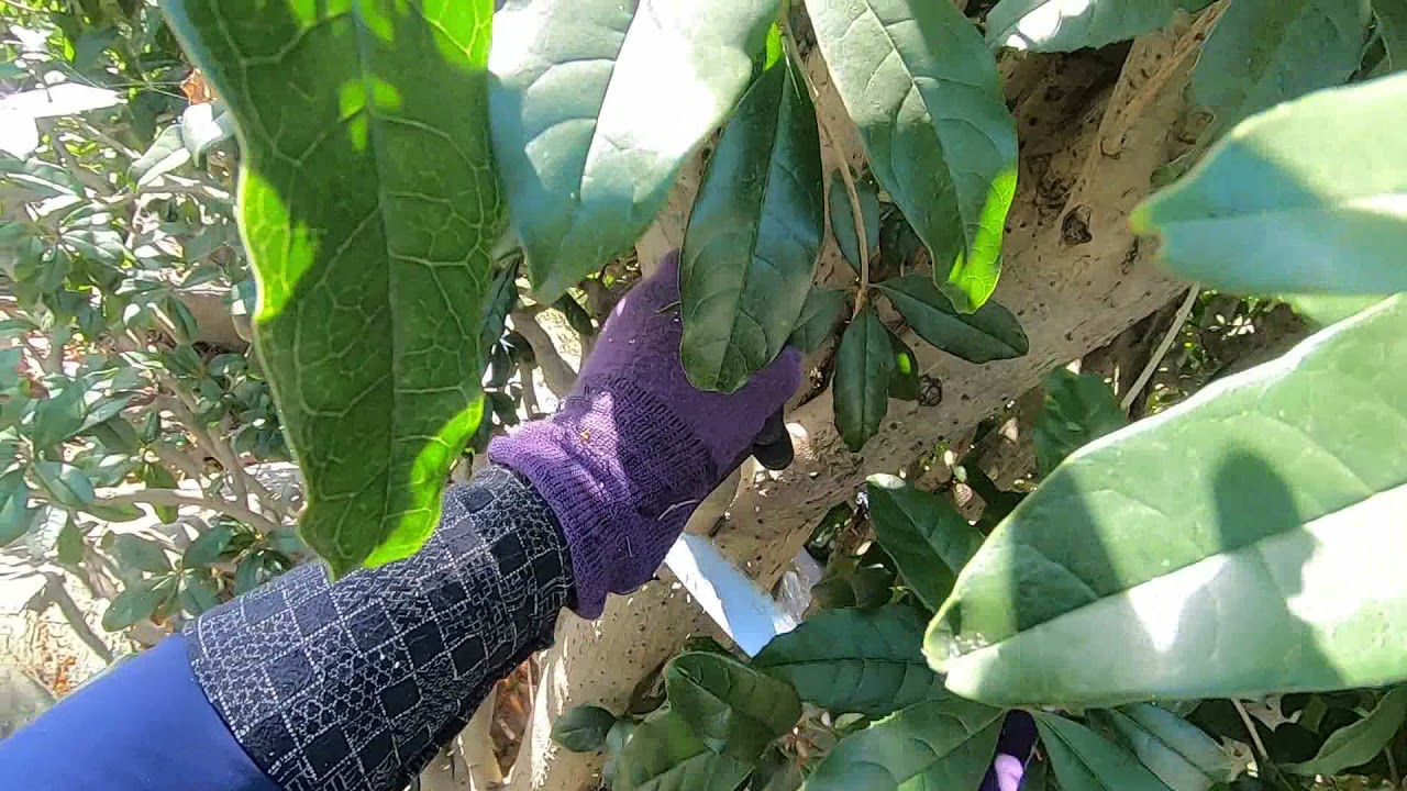 No.123_ キンモクセイの強剪定（花後）