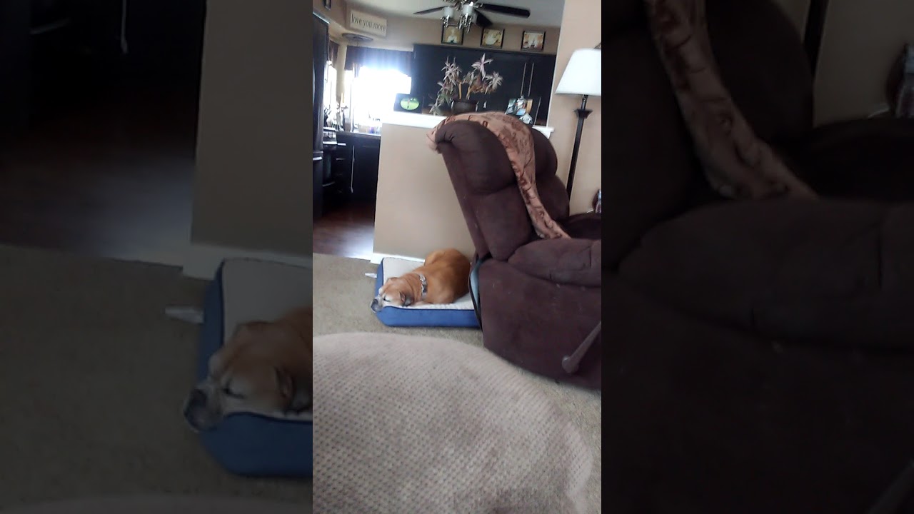 MY DOG HAS A BAD DREAM!!!