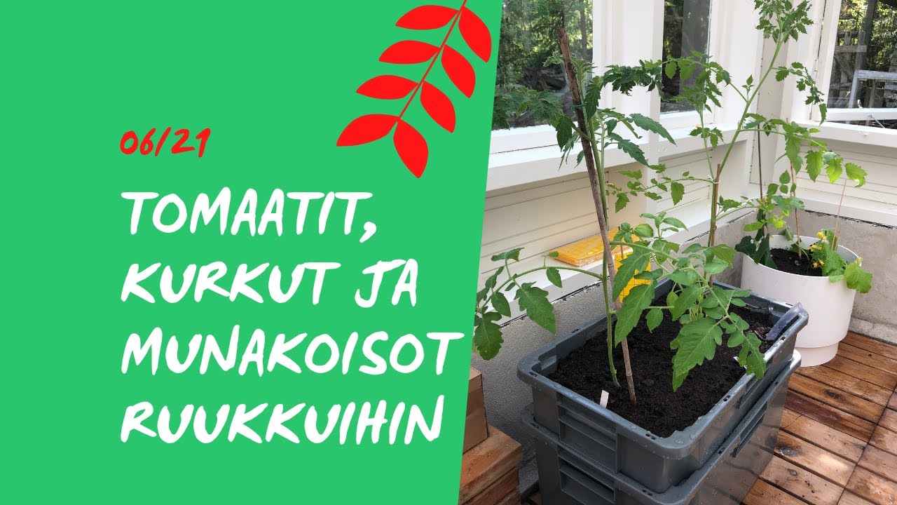 ALTAKASTELURUUKUT: TOMAATIN🍅, KURKUN🥒 ja MUNAKOISON🍆 taimet pääsevät kasvihuoneessa ruukkuihin💦
