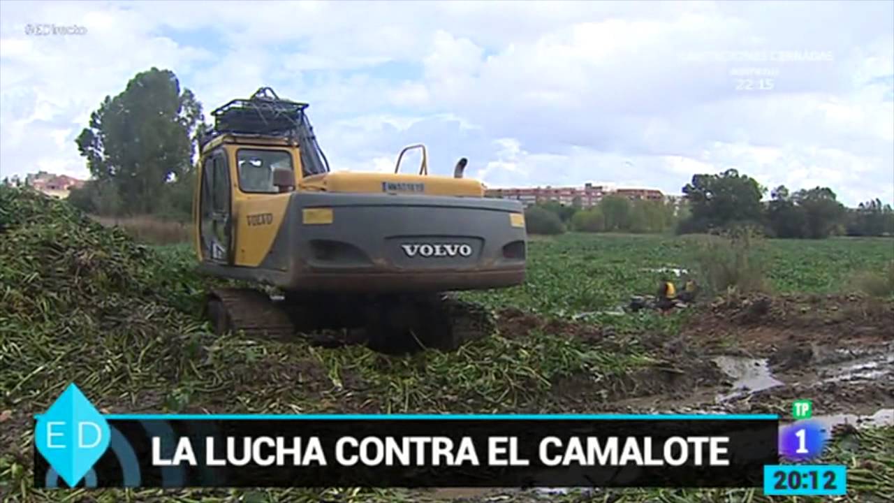 El Camalote invade el Río Guadiana
