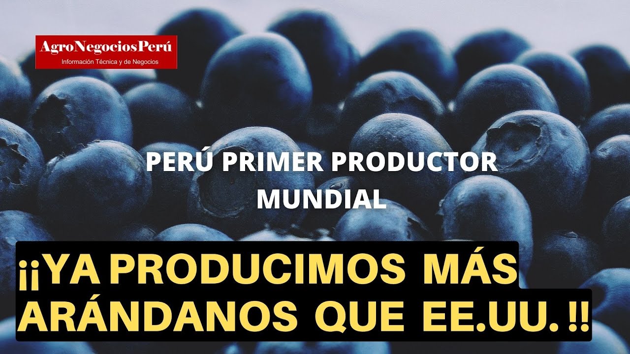 Perú ya es primer productor y exportador de arándanos del mundo