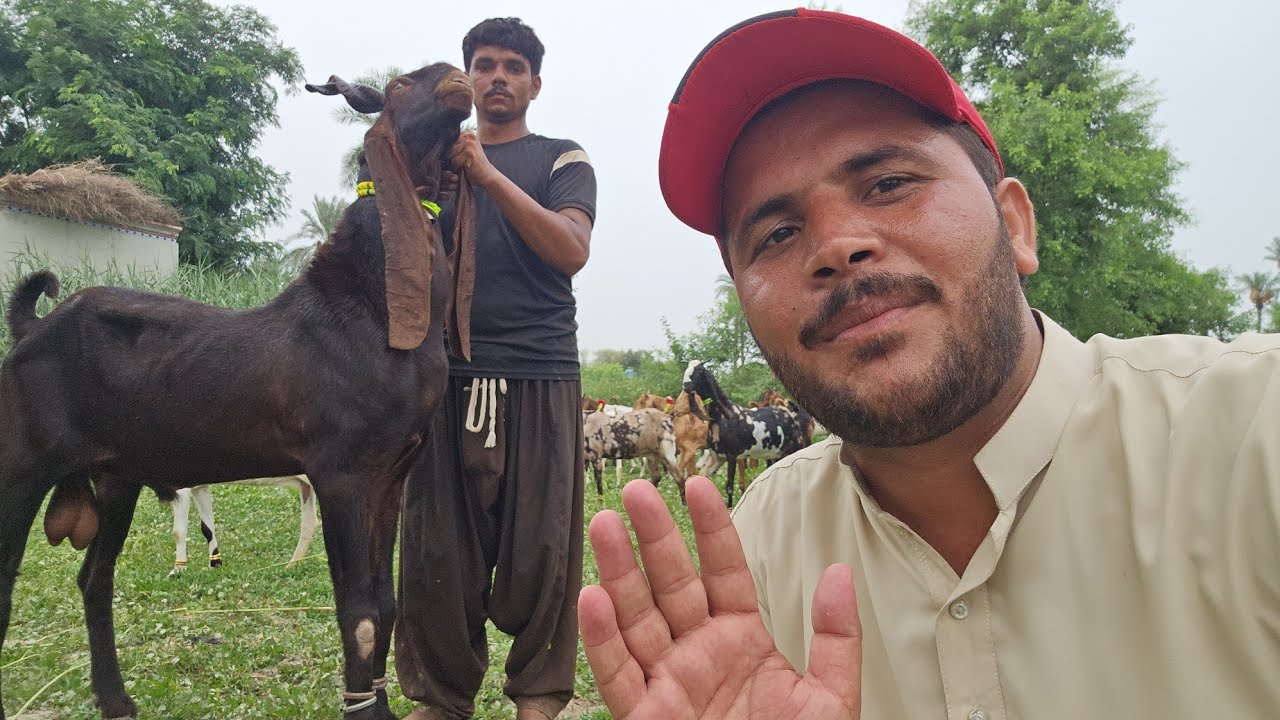 Kamori goat price 2026 for you Sabir goat farm 