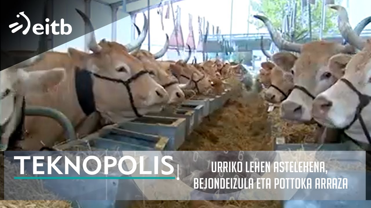 SUSTRAIA: Urriko Lehen Astelehena, Bejondeizula eta Pottoka Arraza