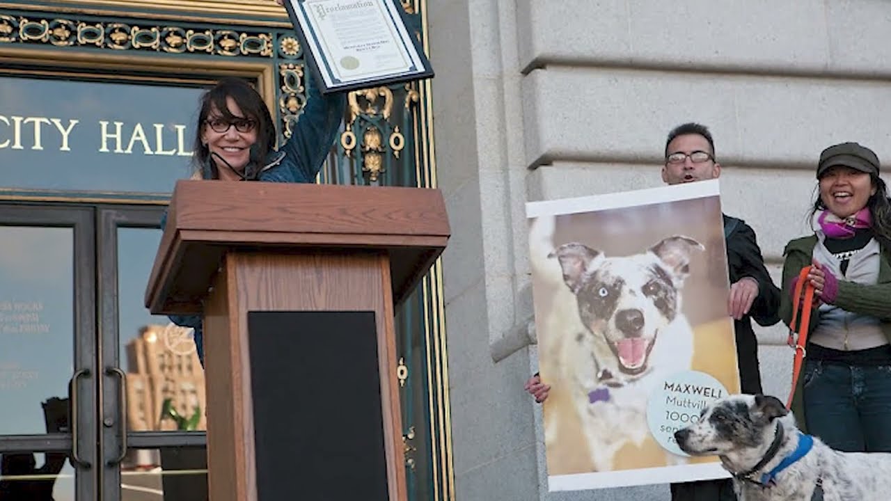 Paradise for senior dogs! All about Muttville Senior Dog Rescue, San Francisco