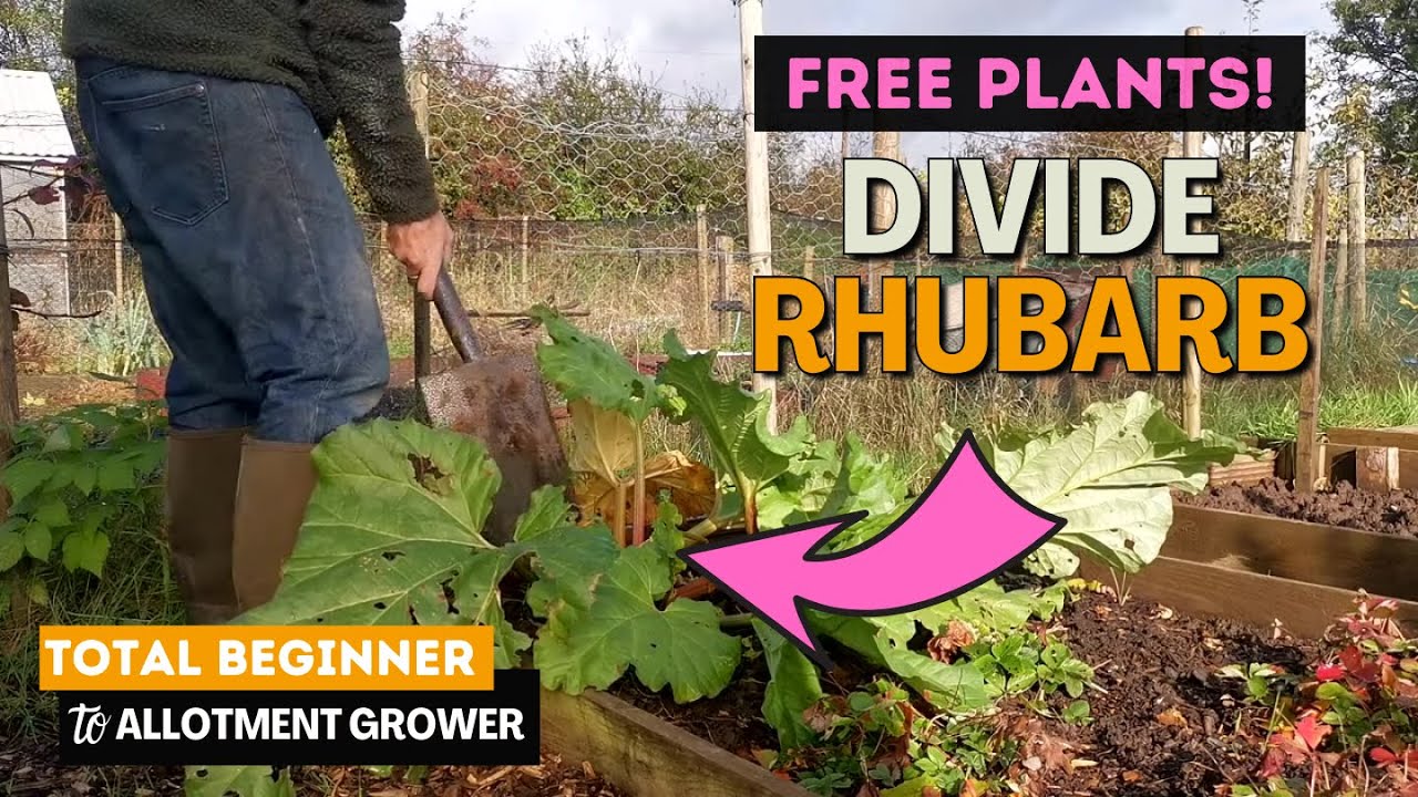 How to Divide Rhubarb | Splitting Rhubarb Crowns