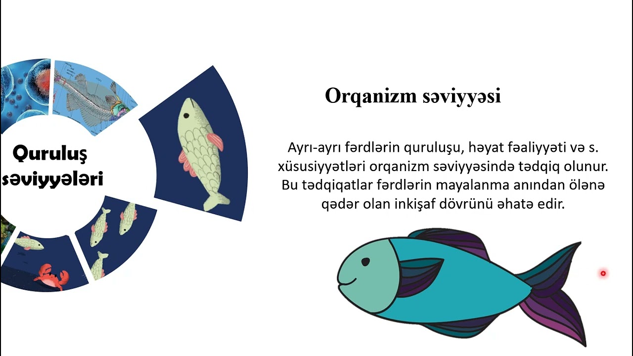 Orqanizmlərin quruluş səviyyələri🌻