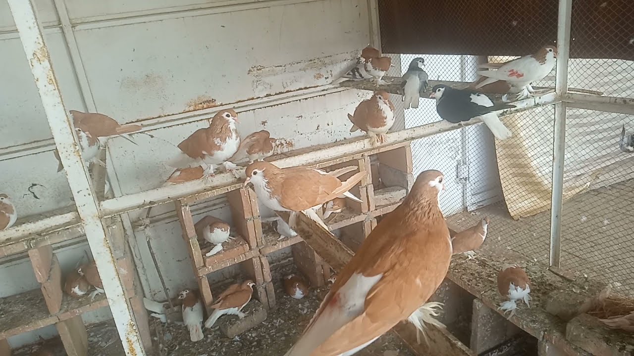Pigeons | Lall Shrazi | Siyah Shirazi | Sabz Shirazi | Shok