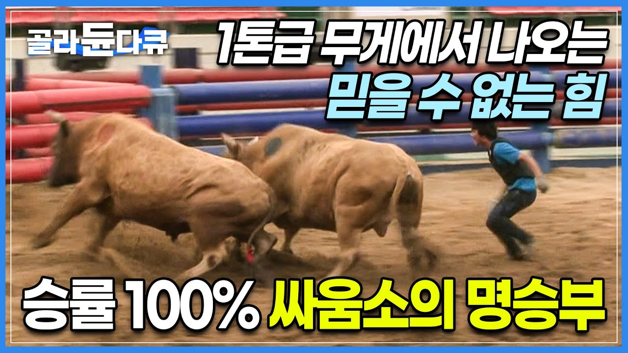 승률 100% 싸움소의 명승부!┃무려 1톤이나 되는 무게로 진검승부를 벌이는 청도 소힘겨루기 현장┃묵묵히 싸움소와 함께 발로 뛰는 극한의 조련사들┃극한직업┃