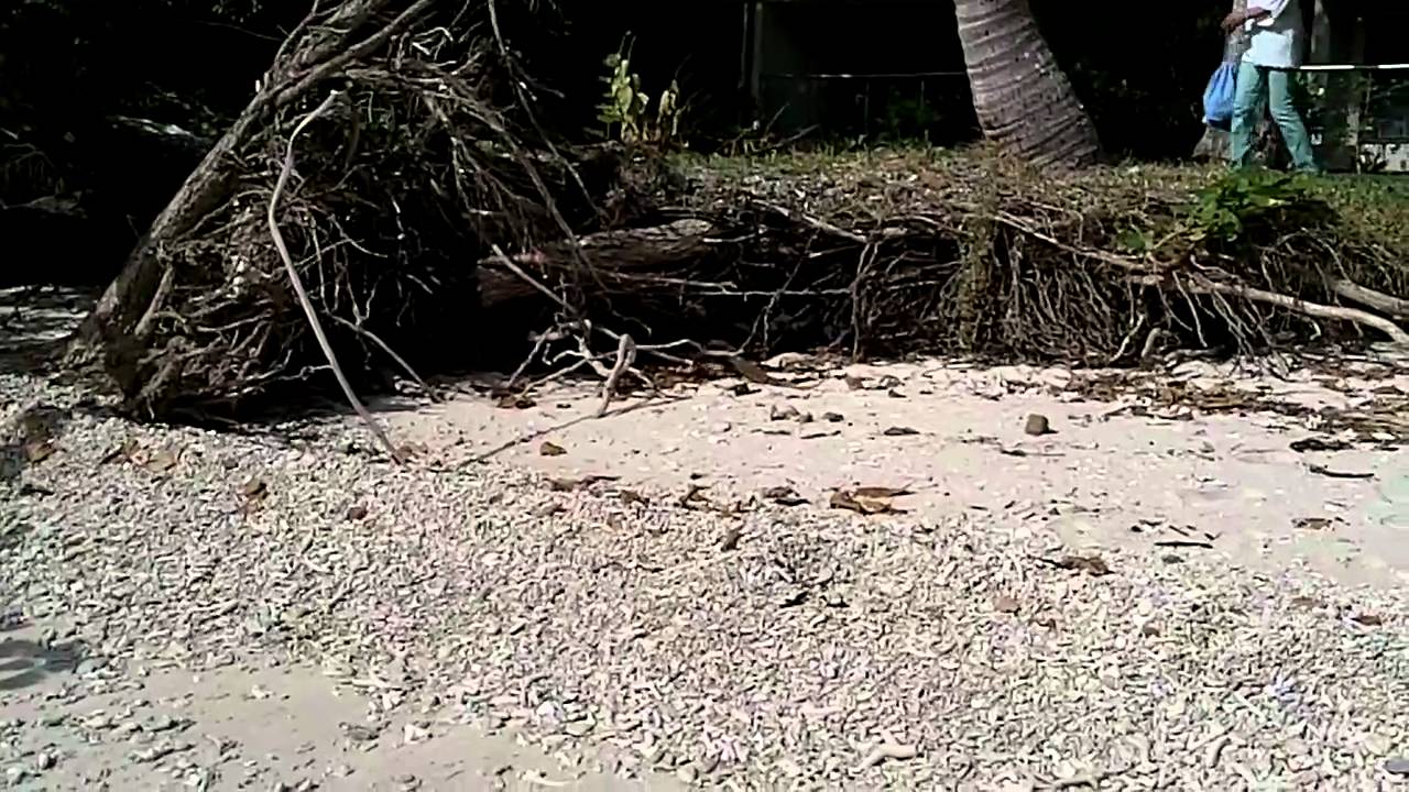 Australia - Fitzroy Island (varano)