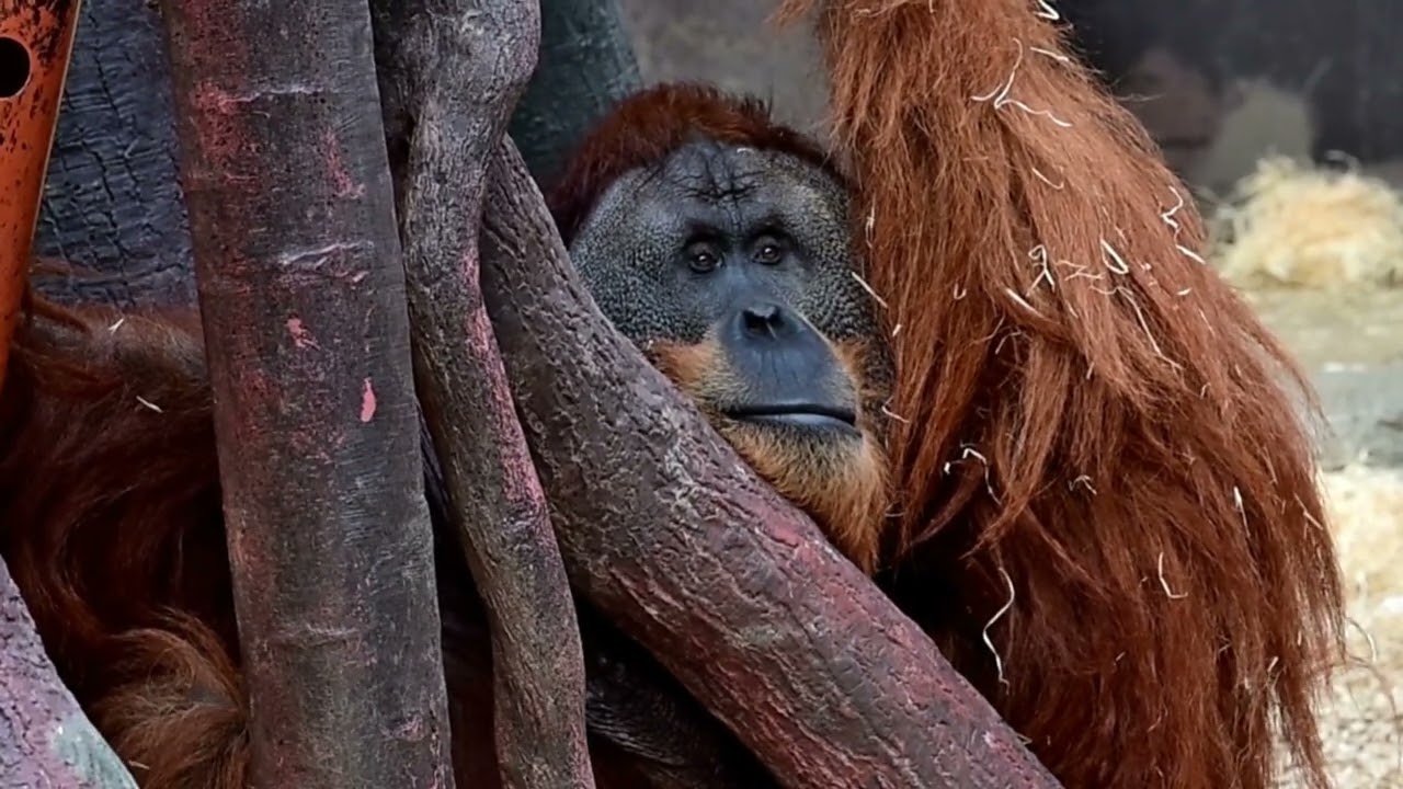 ORANGUTANI _Indonéská džungle ZOO Praha