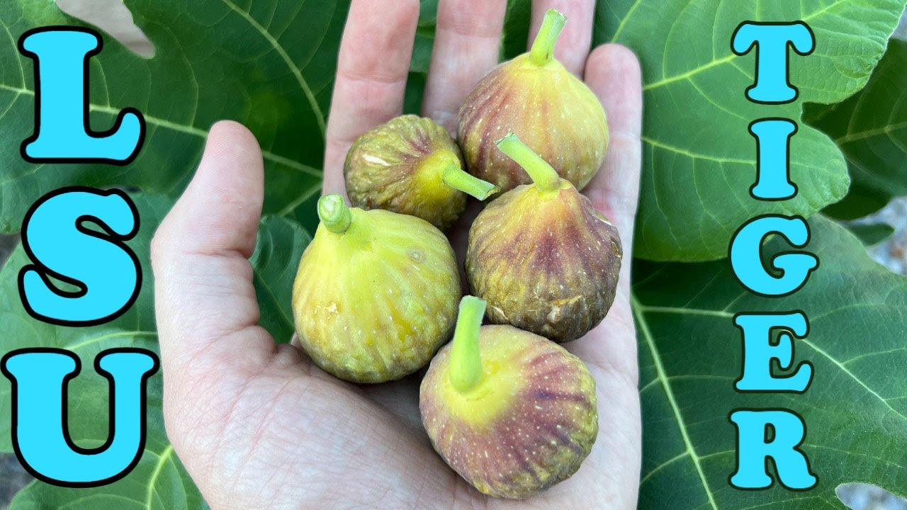 LSU Tiger Fig Tasting