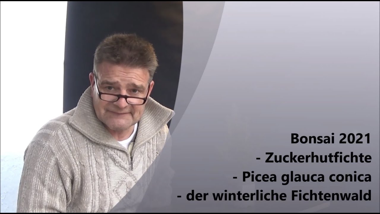 Bonsai 2021-53 - Zuckerhutfichte - Picea glauca conica - der winterliche Fichtenwald