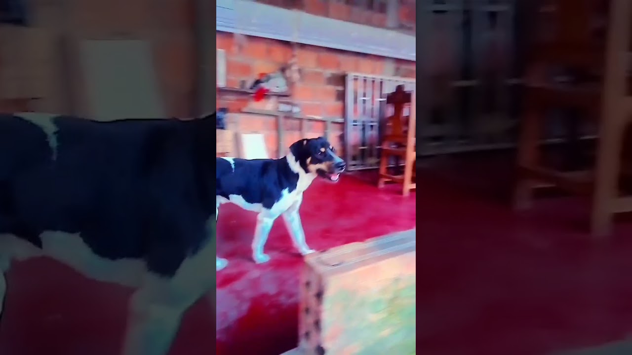 imagínate que tengas estos perros pero contraataque quién crees que ganaría comenta