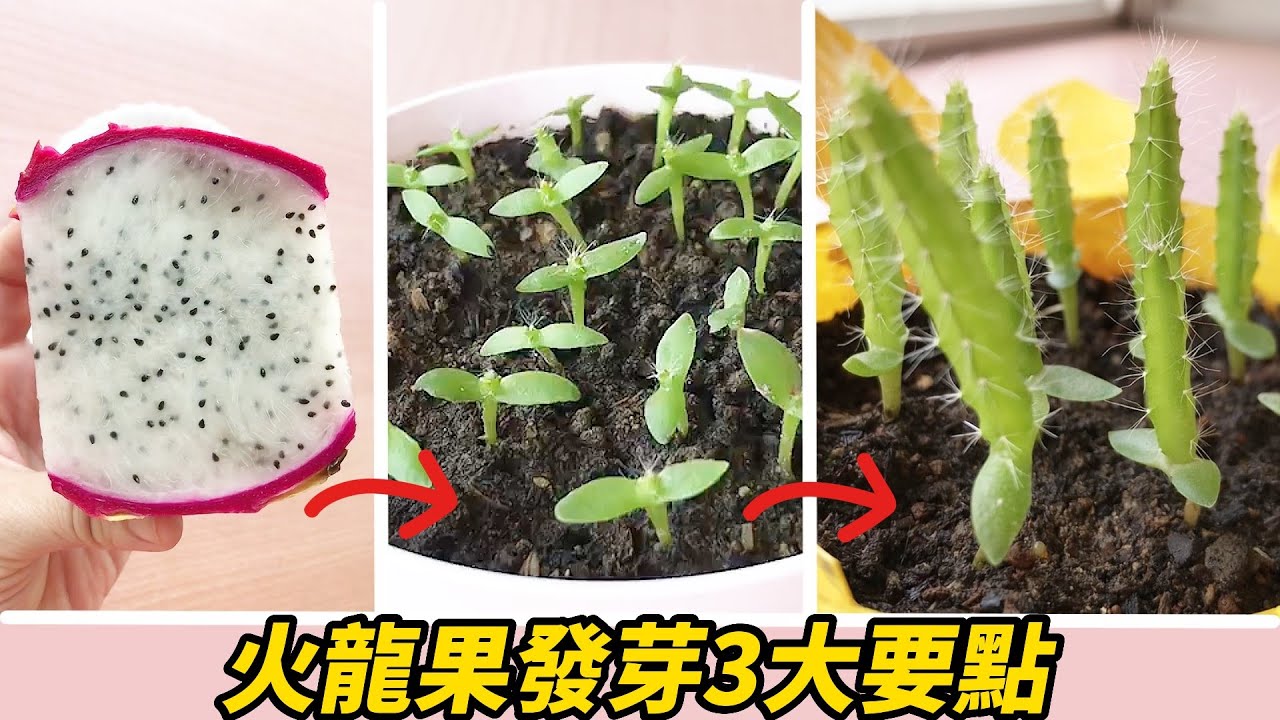 火龍果發芽3大要點-2023 | 3 main points of dragon fruit germination-2023