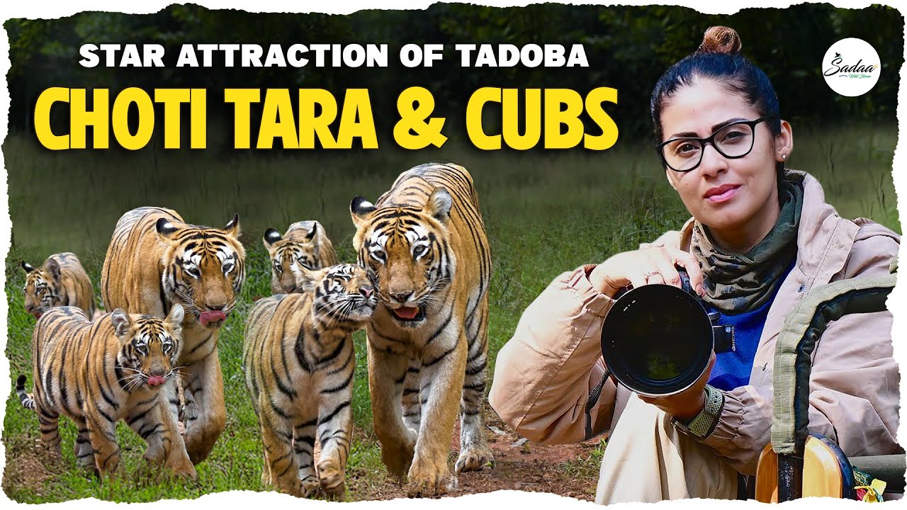 Kanha ➡️ Pench ➡️ Tadoba || Safari with the Hearthrob Family, Choti Tara & Cubs || 4K Vlog || Sadaa