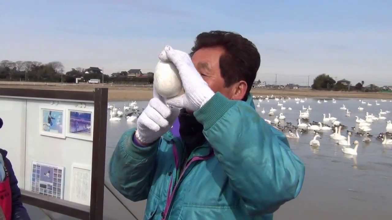 印西市　白鳥の郷　大空を飛ぶ美しい白鳥