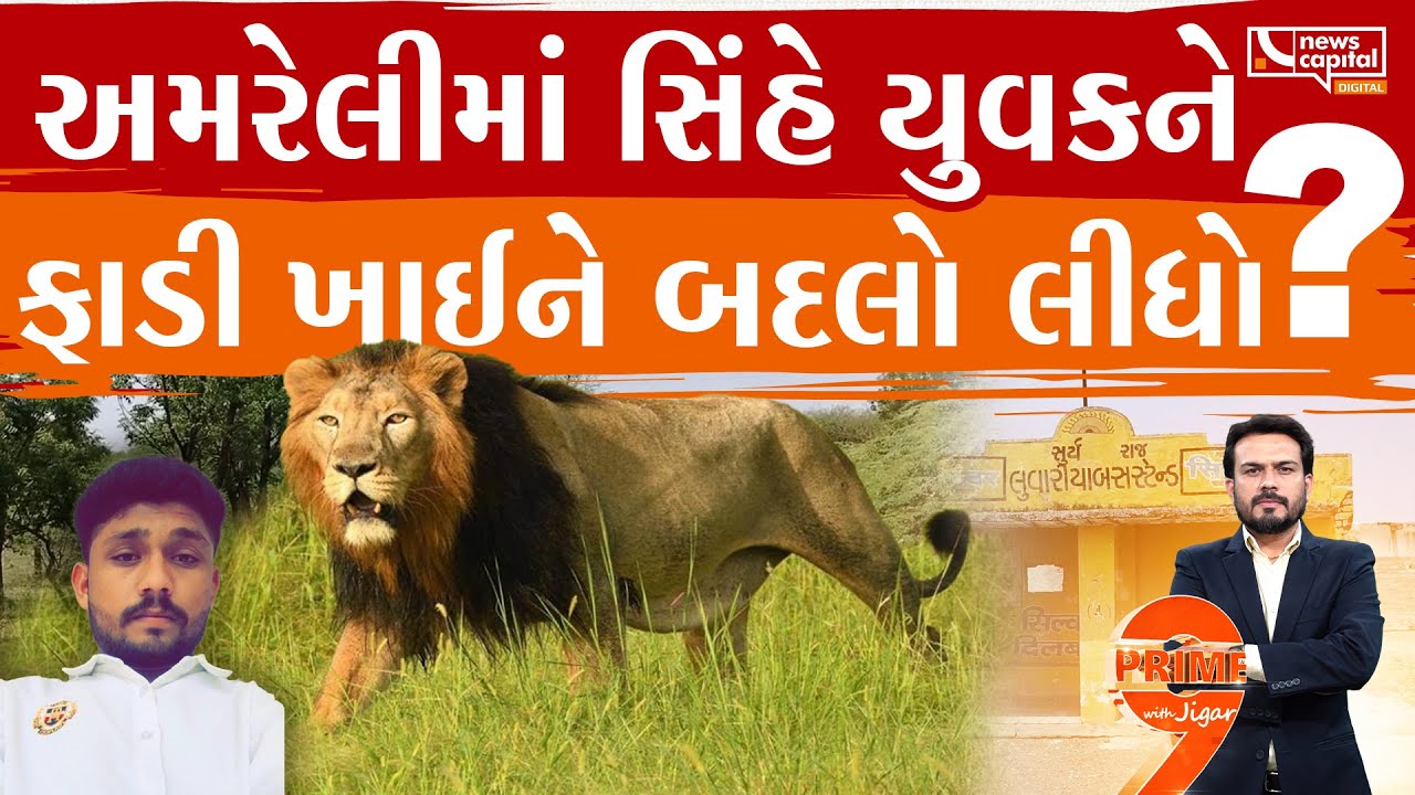 અમરેલીમાં સિંહને છંછેડ્યો અને યુવકને મળ્યું મોત.. શું છે મોતનું સત્ય ?