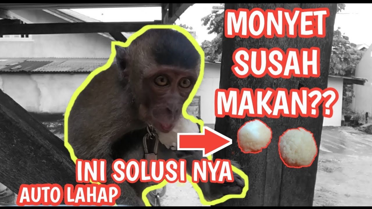 MAKANAN KESUKAAN MONYET??INI DIA❗,GAMPANG DAN MUDAH