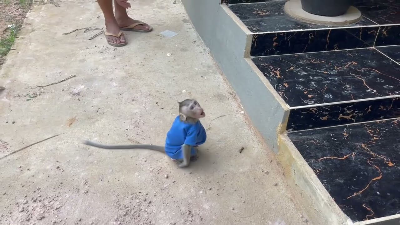 S0rrii koy look so shy with her funni talking with strange Human outside