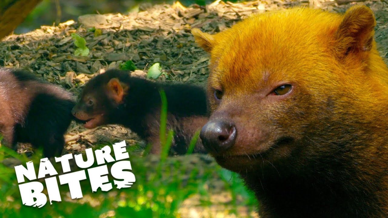 Cuteness Overload! Exploring the Enigmatic World of Bush Dogs | Nature Bites