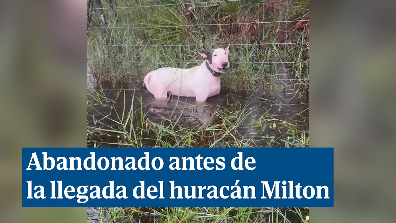 Salvan a un perro atado y cubierto de agua poco antes de que el huracán Milton llegara a Florida