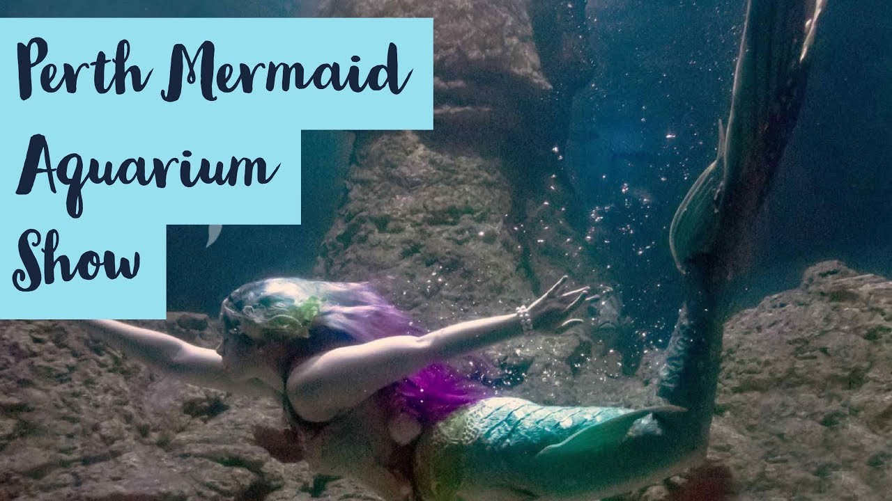 The Perth Mermaids at the Aquarium of Western Australia