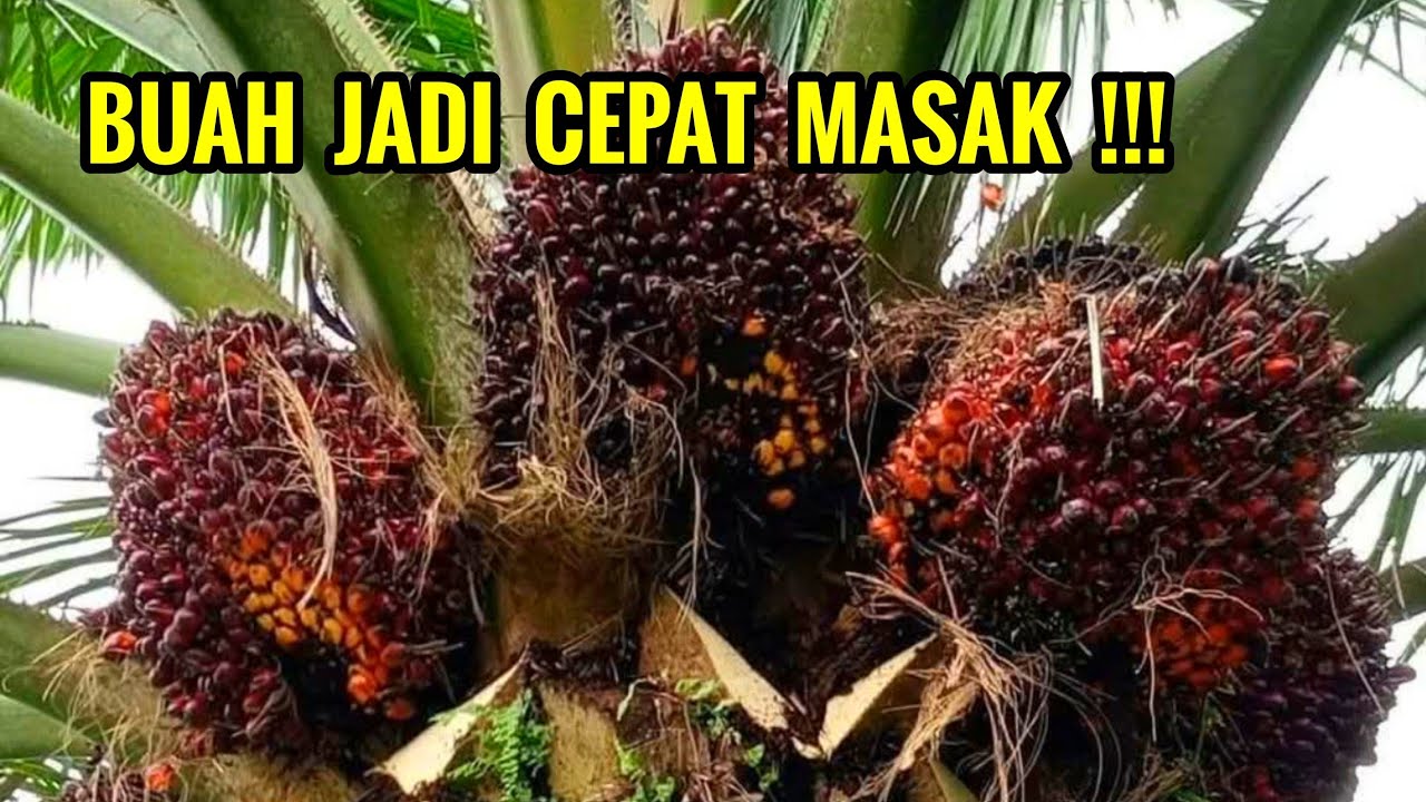 Cara mengatasi buah sawit lambat masak agar cepat panen dan berisi