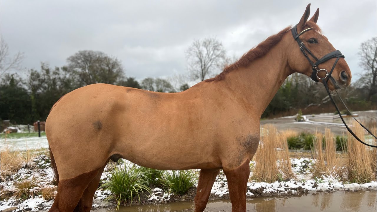 6 year old Chestnut ISH gelding