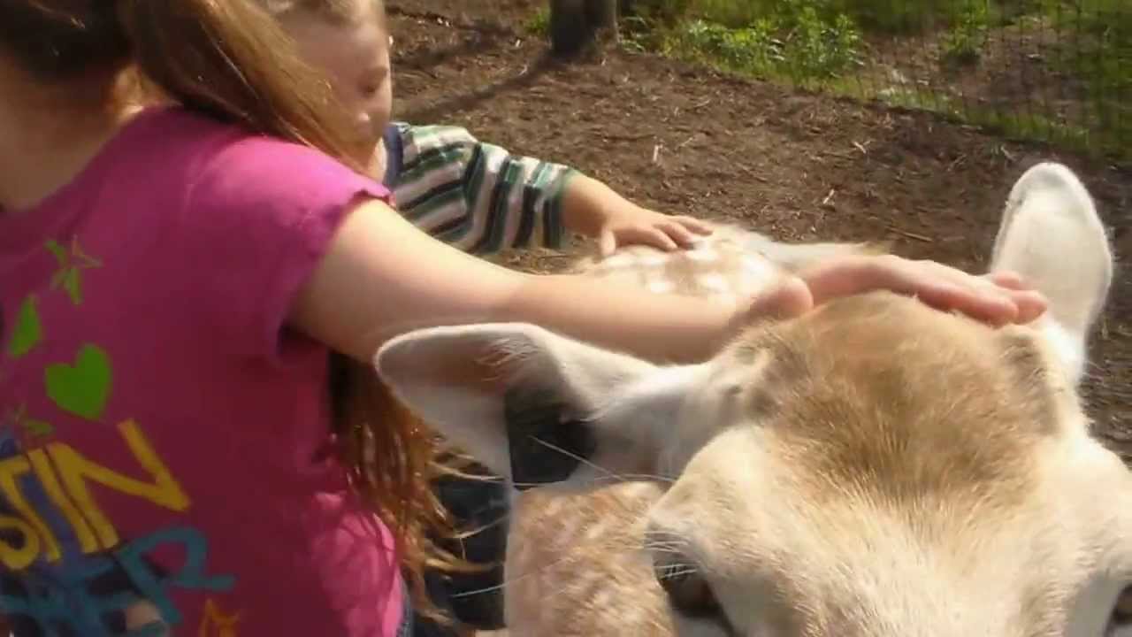 Wisconsin Deer Park In The WISCONSIN DELLS