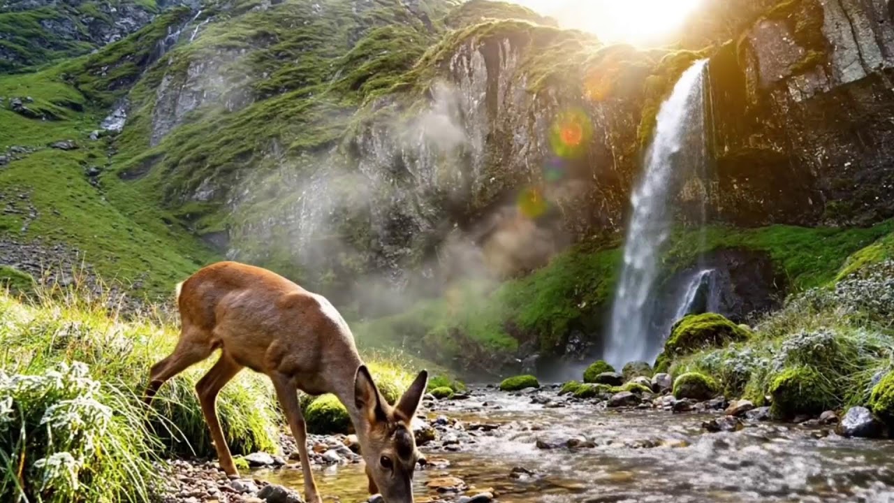 Relaxing Music to Relieve Stress, Anxiety and Depression Mind, Body 🌿 Soothing music for nerves 