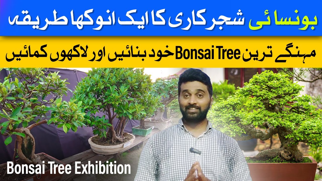 Bonsai Exhibition in Karachi | How to Grow Bonsai Tree | Bonsai Tree Garden