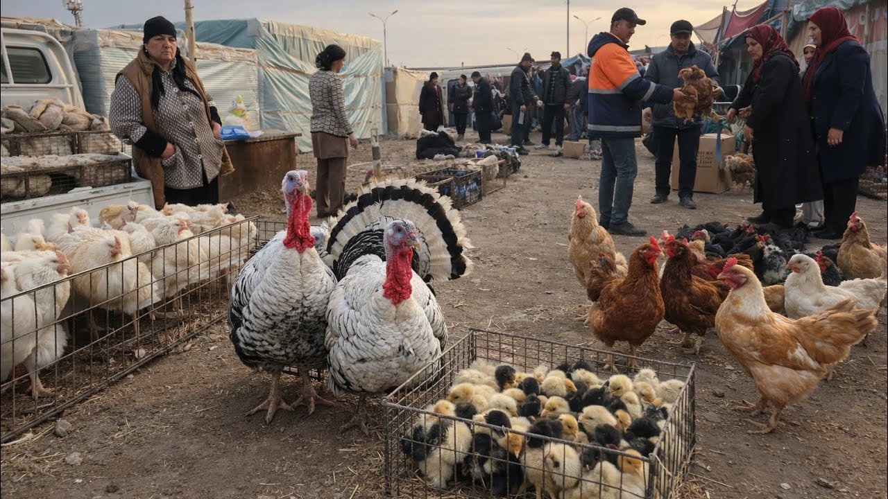 ‼️ТОВУК ВА ЖУЖА НАРХЛАРИ. ТУРТКУЛ ТОВУК БОЗОРИ. 8 март 2026 г. 
