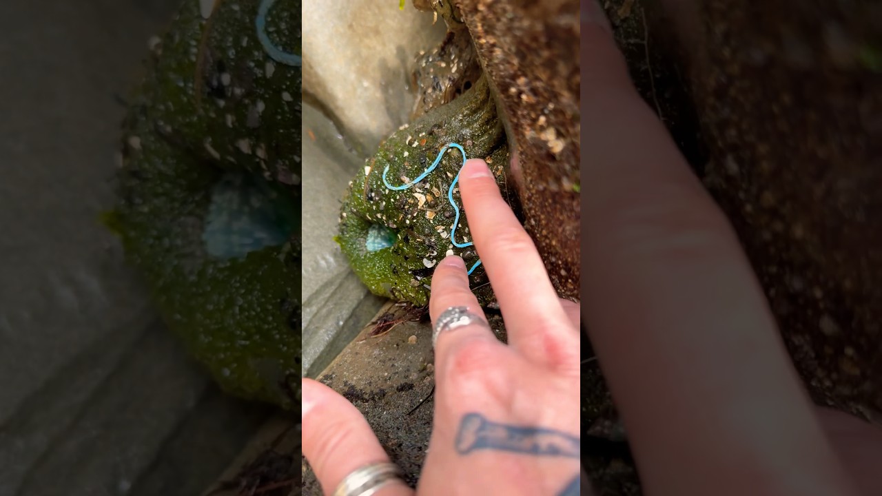 Rescuing Cute Sea Animal From Pollution!