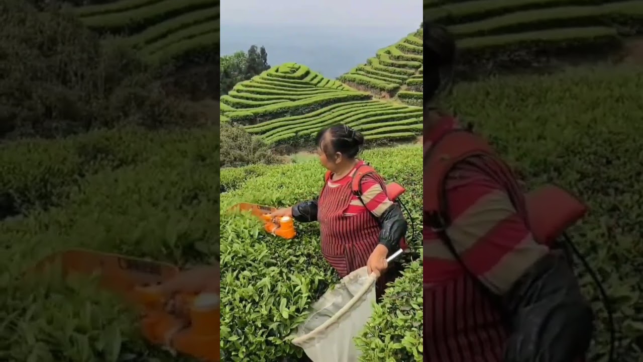 Farming in Assam 🌿🌱#tea #farming #farmer #farm
