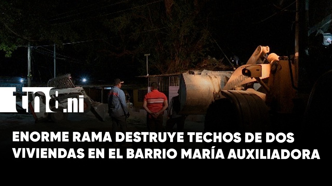 Vecinos piden corte total de árbol centenario tras caer rama sobre dos viviendas en Managua